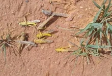 تشبه الجراد الصحراوي.. أسراب من حشرة مجهولة تنشر القلق في سيناء 46 017564d3 1e83 48cb 8ab5 ea276048d03e 16x9 1200x676