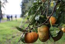 لماذا يجب تناول الحمضيات يومياً؟ (أسرار تتجاوز مجرد الترطيب) 37 321375